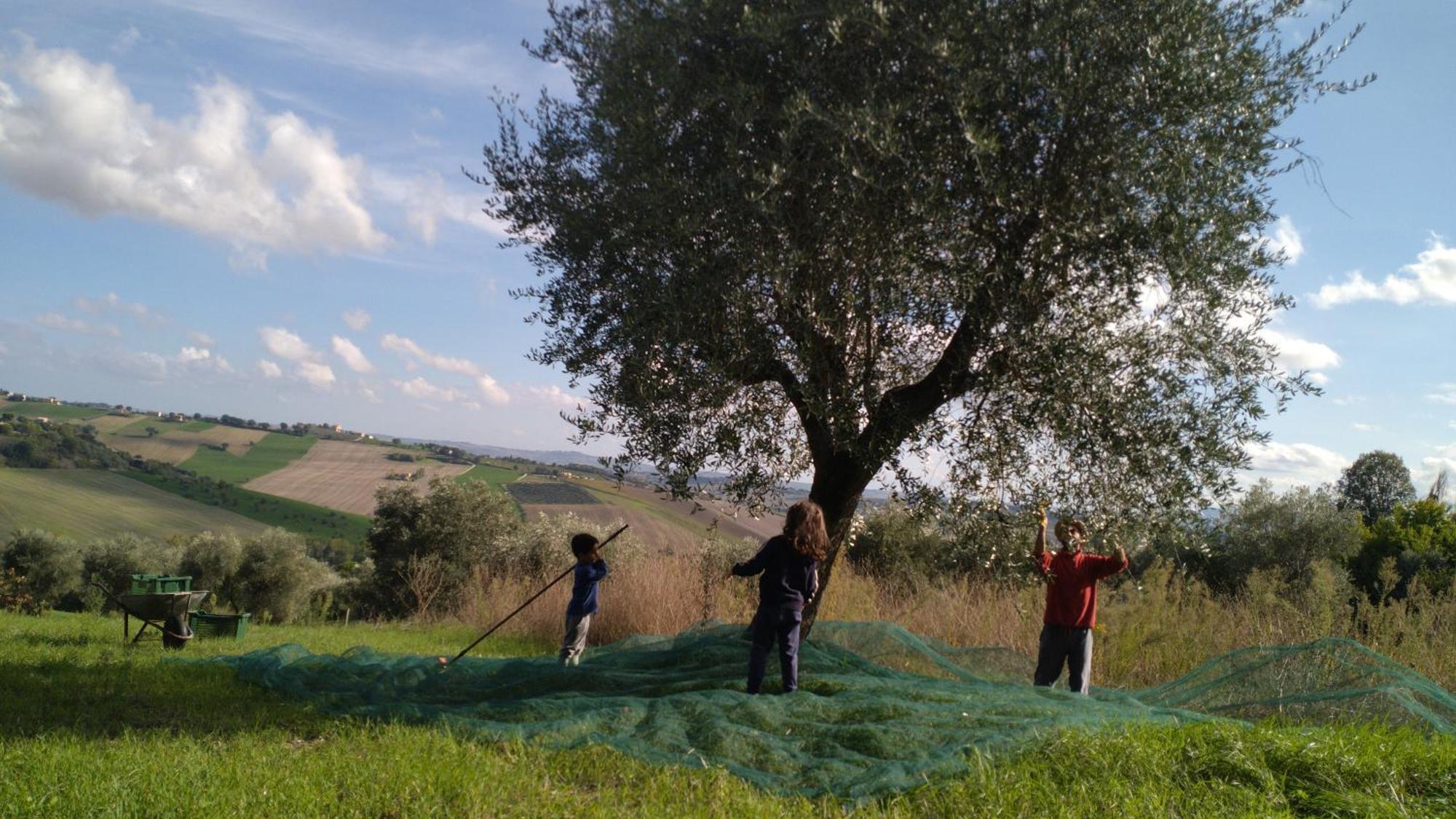 Agriturismo Campo Aperto Belvedere Ostrense Εξωτερικό φωτογραφία